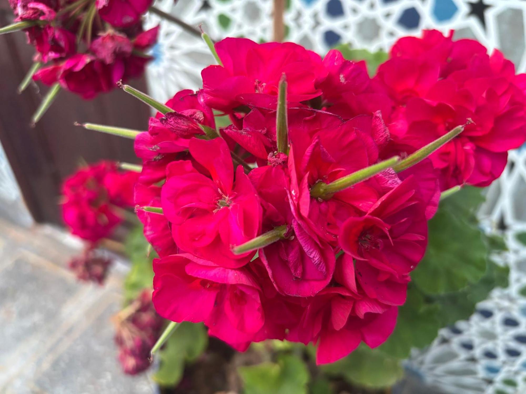 Willa Casa Morisca Sidi Ifni Zewnętrze zdjęcie